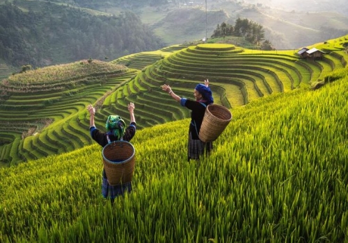 DISCOVER MOC CHAU | 2D1N | FROM HANOI