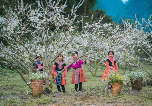 MOC CHAU - MAI CHAU TOUR | 3D2N | FROM HA NOI