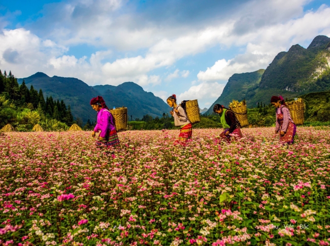 Vietnam Tourist Tân Bình